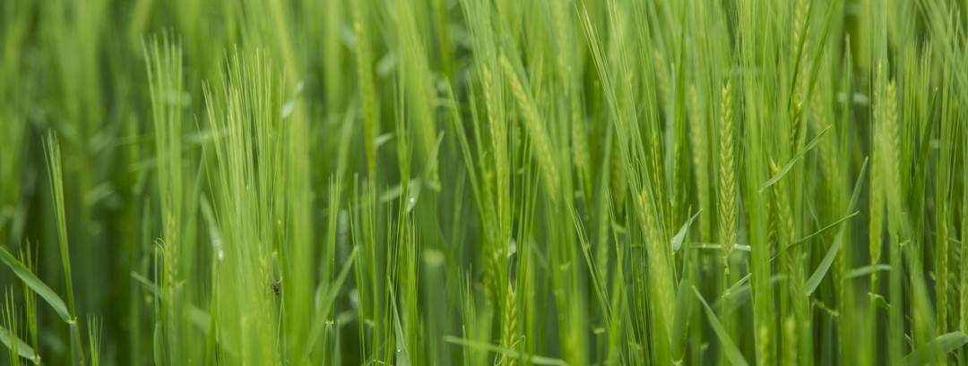 Field of barley